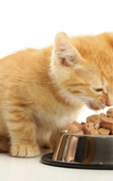 Greseli in alimentatia pisicii
