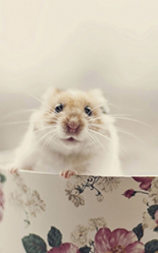 Totul despre hamsteri: rase si ingrijire