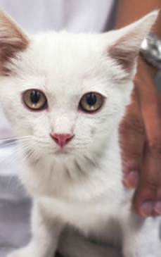 Boli transmise de pisici: preventie si tratament
