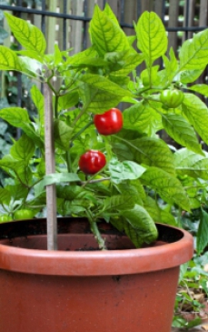 Cum sa cultivi legume in ghiveci: sfaturi pentru incepatori