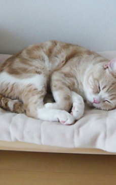 5 modele de paturi pentru pisica ta