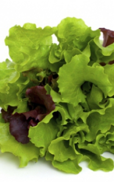 Ce trebuie sa stii despre cultivarea salatei