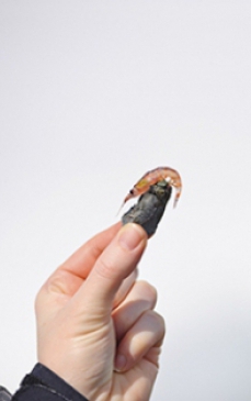 Ulei de krill: beneficii pentru sanatate si frumusete