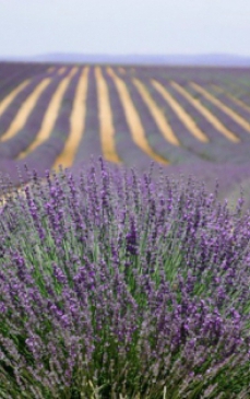 Trebuie sa ai lavanda in gradina sau in casa! Descopera-i extraordinarele beneficii!