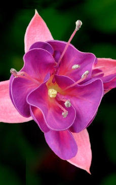 Casa Si Gradina Idei Casa Si Gradina Pagina 33