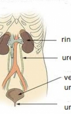 Infectia tractului urinar - simptome, diagnostic, tratament