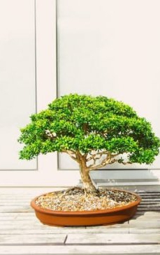 Cum să îngrijim un bonsai