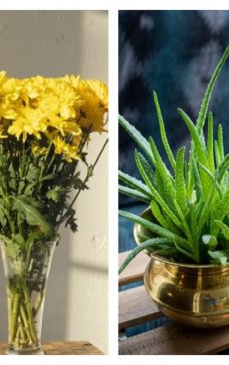 Opt plante de casă care reduc considerabil stresul și anxietatea