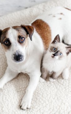 Deparazitarea internă la câini și la pisici: de ce este importantă