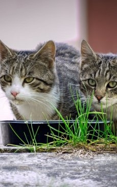 5 aspecte de care să ții cont pentru hrănirea corectă a pisicii