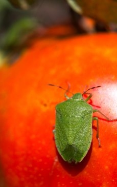 Ploșnița tomatelor: cum o combați, pentru culturi sănătoase