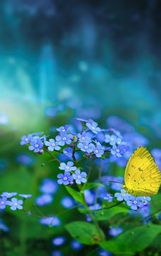 Cele mai frumoase flori albastre de grădină