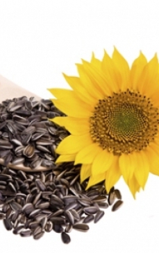 Semintele de floarea-soarelui - Informatii nutritionale si proprietati terapeutice
