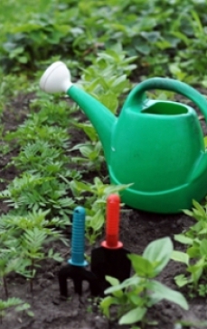 Cum sa ingrijesti o gradina de legume primavara