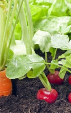 Gradina de legume: 5 greseli comune de cultivare