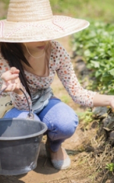 Plantare capsuni: pasi de urmat