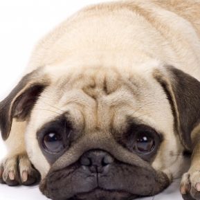 slabire pug arde grasimea din burta in 3 saptamani