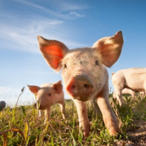 Ce Inseamna Cand Visezi Porci Care Te Ataca