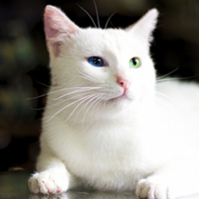 Rase de pisici albe  DivaHair.ro