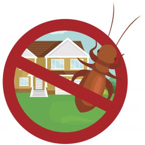 Nu mai omorî gândacii de bucătarie, pentru că tot nu scapi de ei. Află care este soluția care duce la exterminarea lor