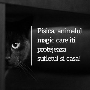 Pisica, animalul magic care te protejează și îți alungă energiile negative din casă