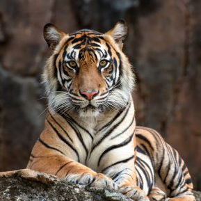 Veste tulburătoare: un tigru de la un Zoo din New York, depistat cu coronavirus