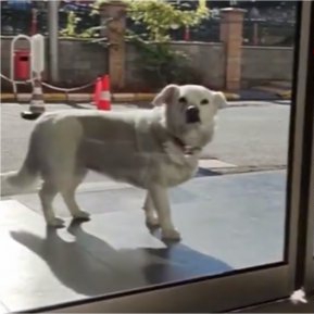 Iubirea cea mai pură: un câine și-a așteptat stăpânul în fața spitalului până cand acesta s-a făcut bine