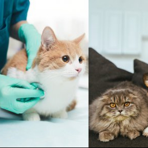 8 lucruri pe care să le știi înainte să îți iei un animal de casă, dacă nu vrei să cheltuiești o avere la veterinar