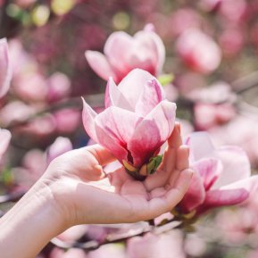 Cum se înmulțește magnolia
