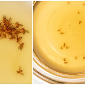Cum scapi, repede și simplu și natural, de musculițele de oțet din casă