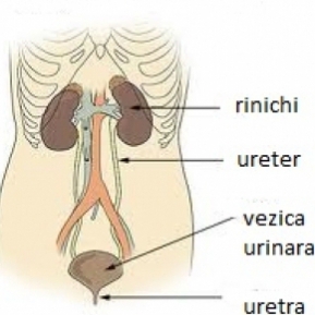 cel mai bun medicament pentru prostatită tratamentul prostatitei fungice