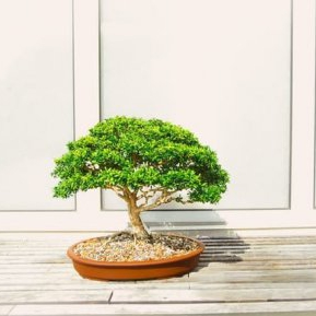 Cum să îngrijim un bonsai