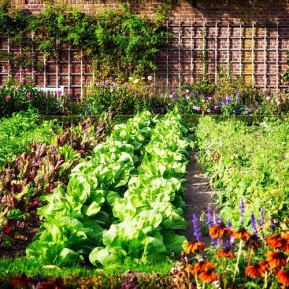Ce flori să nu plantezi niciodată în grădină lângă legume. Uite motivul