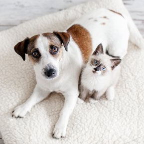 Deparazitarea internă la câini și la pisici: de ce este importantă