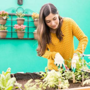 Calendarul grădinarului: ce trebuie să plantăm în luna ianuarie