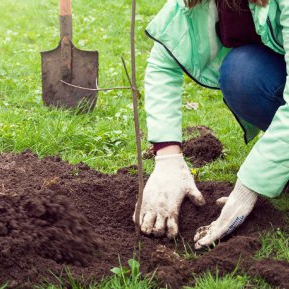 Calendarul grădinarului: Ce plante și legume trebuie să plantăm în luna februarie