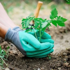 Calendarul grădinarului: ce trebuie să plantăm în luna martie