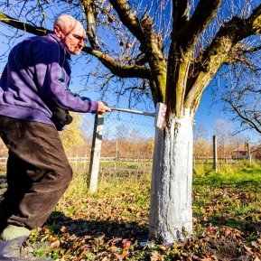 Pregătirea pomilor de primăvară: tot ce trebuie să știi despre procesul de văruire a pomilor fructiferi