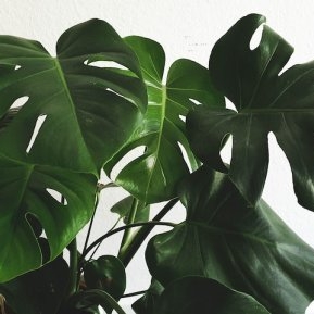 Monstera: ghid complet de îngrijire