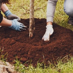 Copacul pe care niciun român nu trebuie să-l planteze în curte pentru că atrage ghinionul asupra gospodăriei