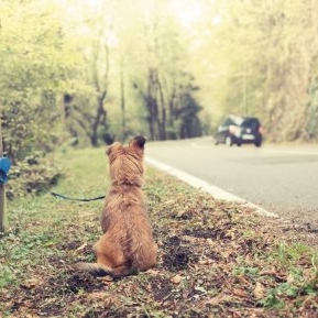 Ce amendă riscă românii care își abandonează animalele de companie