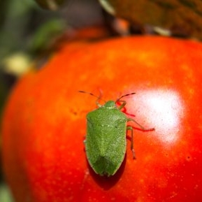 Ploșnița tomatelor: cum o combați, pentru culturi sănătoase