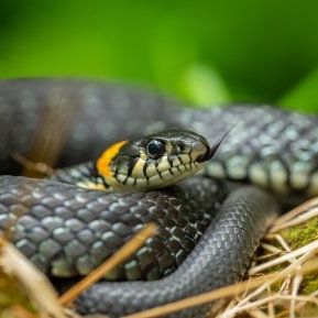 Ce prevestește șarpele de casă: legende pe care trebuie să le știi