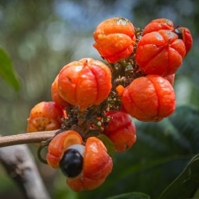 Guarana: beneficii și proprietăți