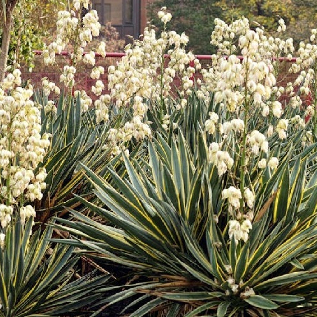 Yucca de grădină: plantare și îngrijire