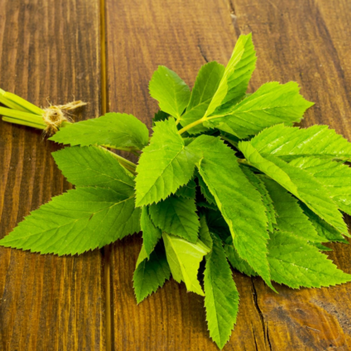 Gynostema, planta nemuririi: beneficii și mod de utilizare