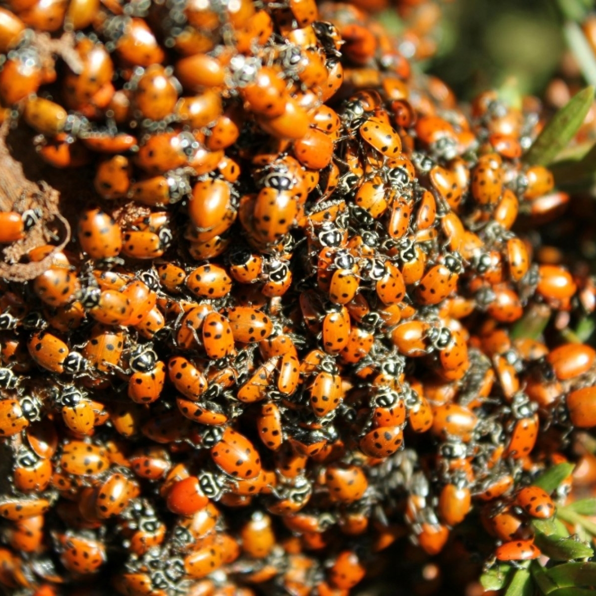 Invazie de buburuze pe litoralul românesc. Turiștii se plâng că nu se pot relaxa în concediu