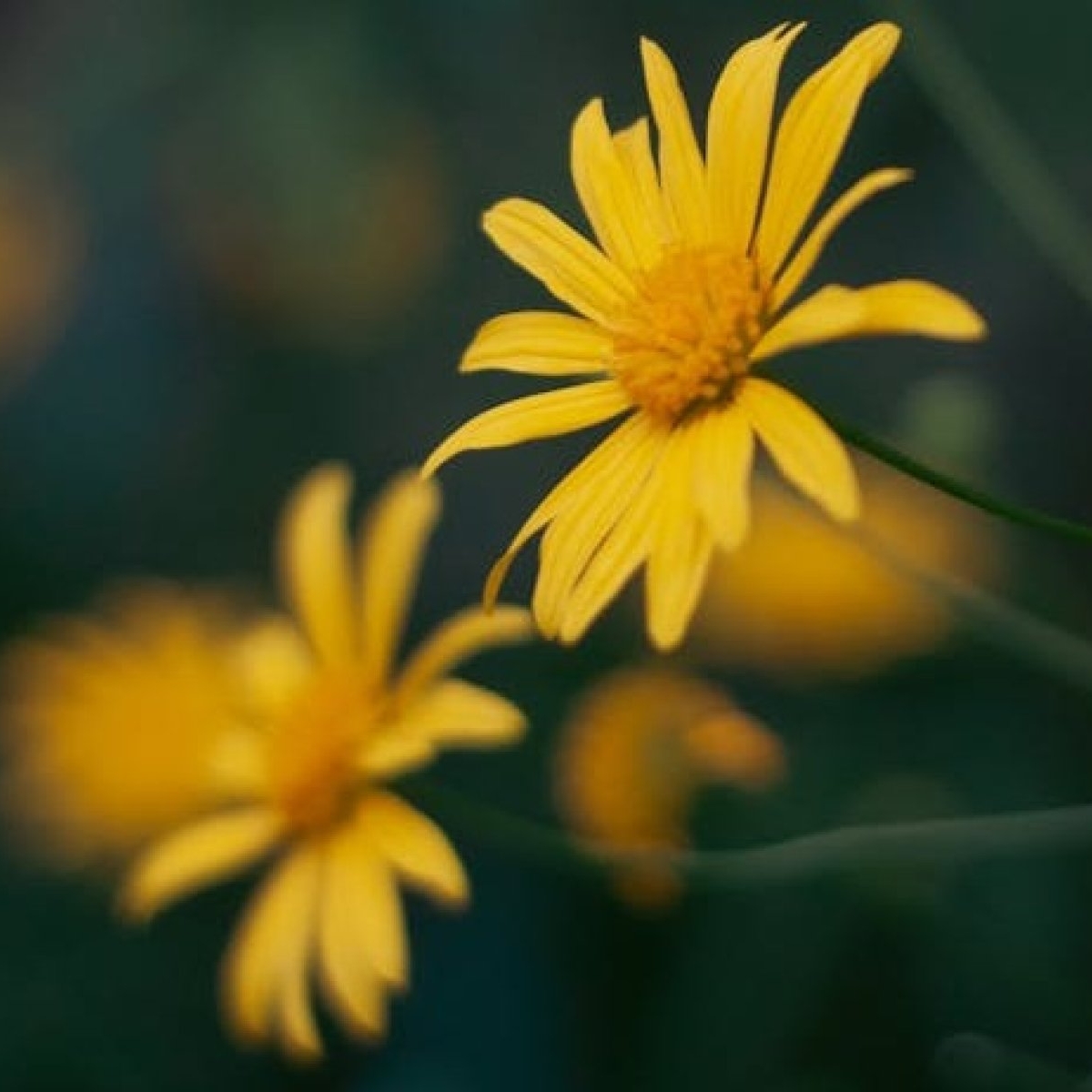 3 beneficii pe care le are arnica