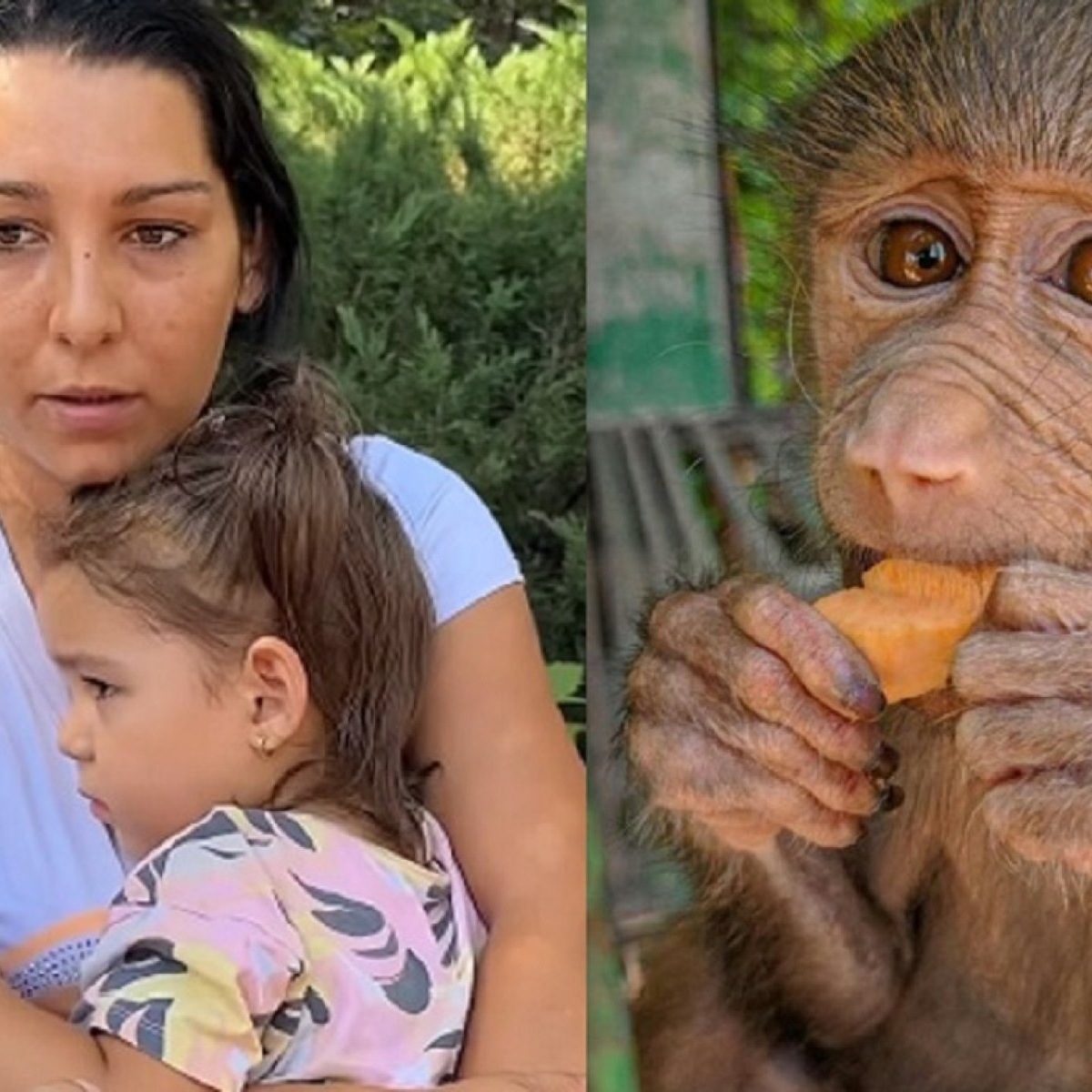O fetiță de 3 ani a fost mușcată de o maimuță la grădina zoologică din Suceava. Părinții susțin că nu exista gard de protecție