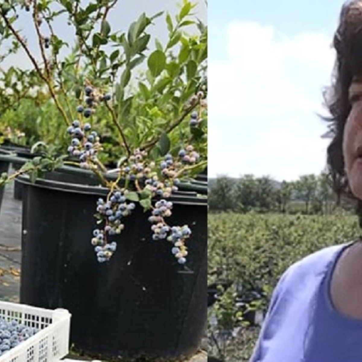 Soții Sîrbu au dat lovitura în România. S-au întors în țară după 17 ani de muncă în străinătate și cultivă afine la ghiveci